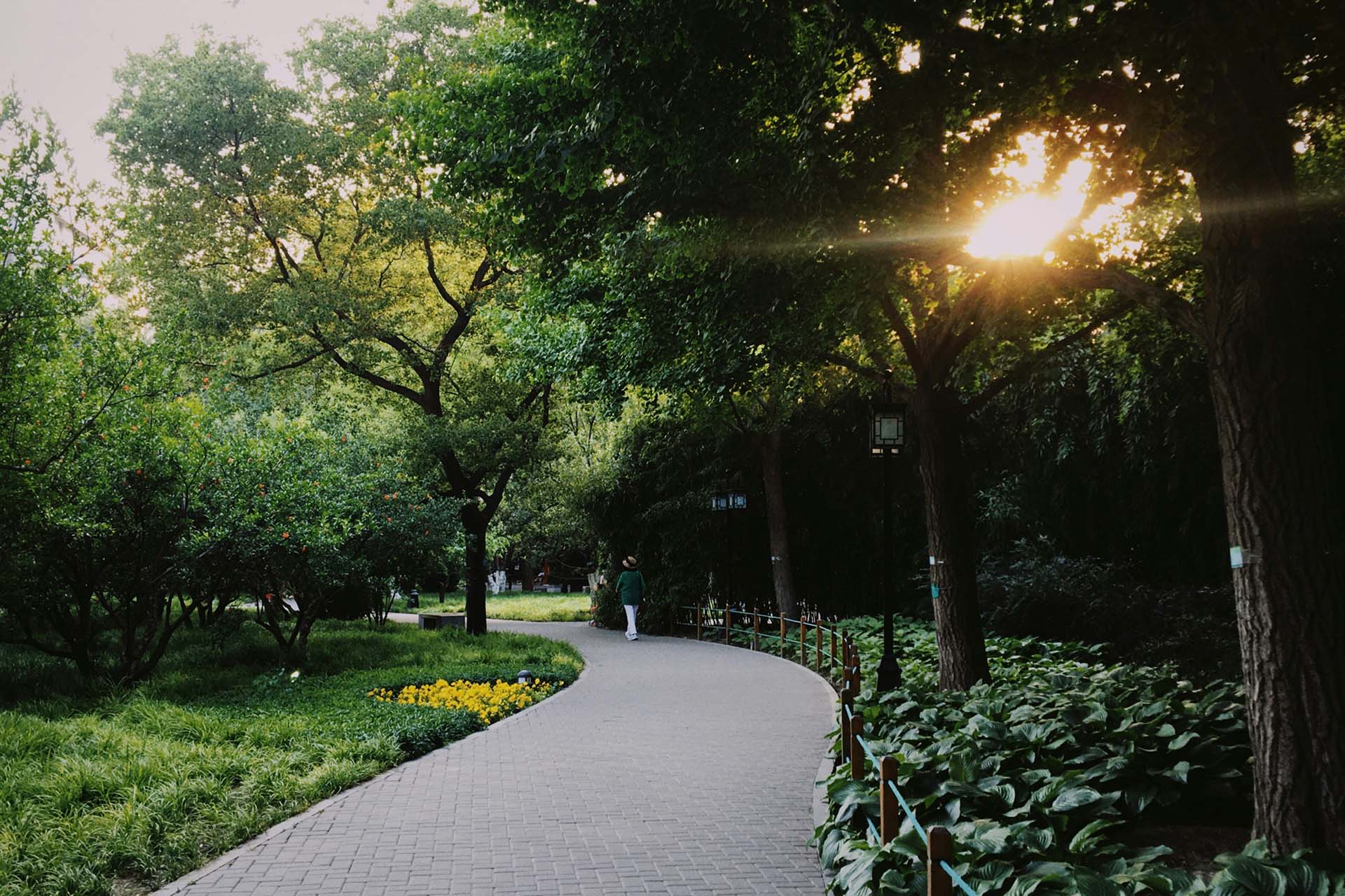 paved walkway through lush expanse of greenery with sunlight poking through the trees